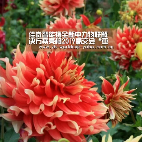 亚博网站